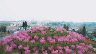 mobile123365sb_office365输入账号_365体育欧洲版本铜梁：春的气息越来越浓郁